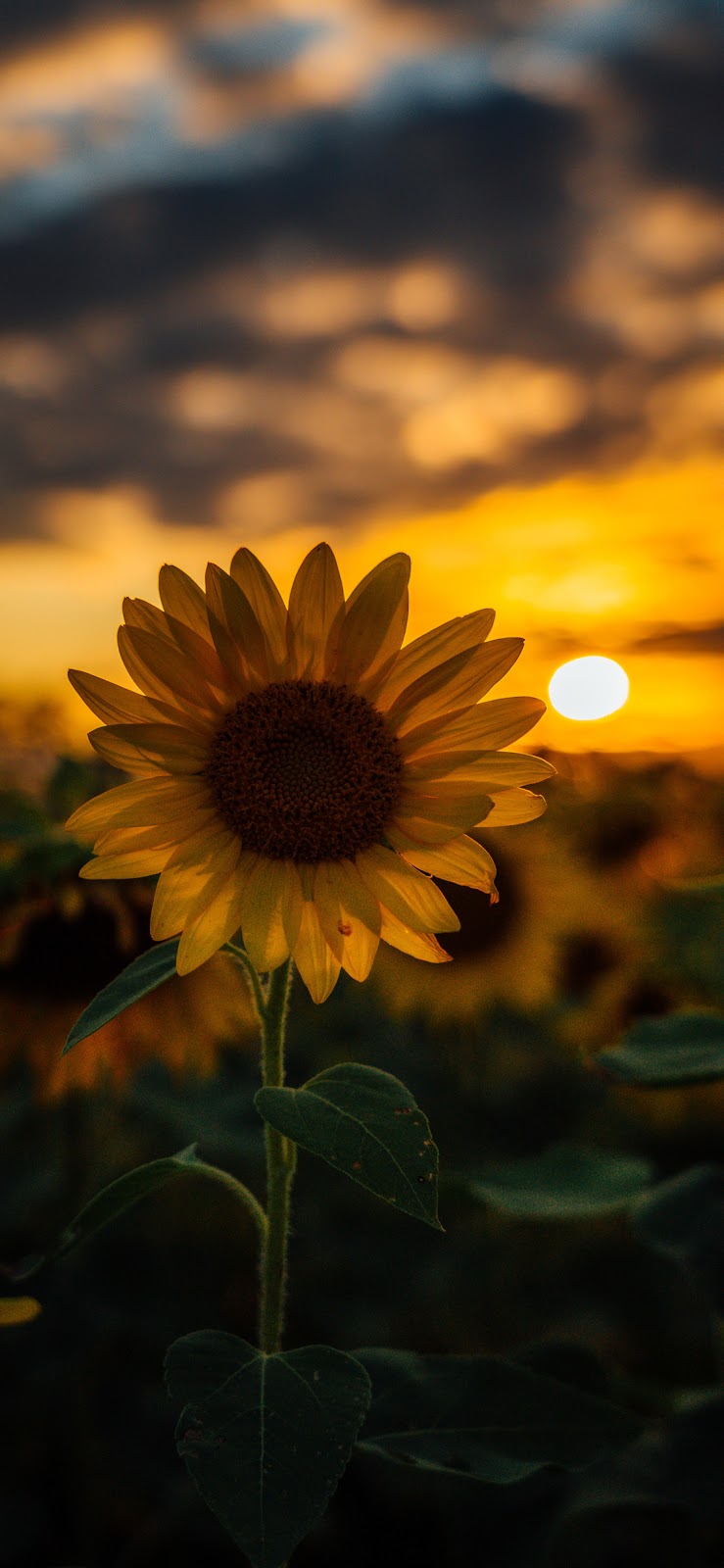 sunflower wallpaper iphone
