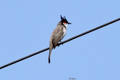 Red-whiskered Bulbul