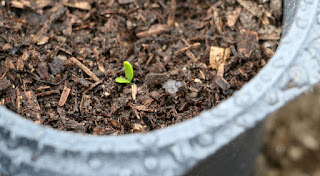 My first sagebrush seedling