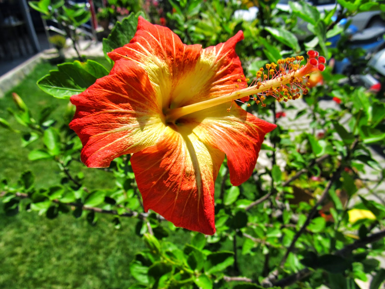 Cittaslow Botanik Park: JAPON GÜLÜ ( Hibiscus rosa-siensis )