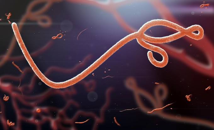 Какво е това вирус Ебола, как да се предпазим?