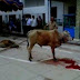 Sapi ini Berdiri Setelah di Sembelih