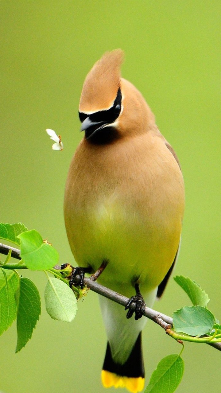 পাখির পিক, পাখি পিক, পাখির পিকচার, পাখি পিকচার, পাখির ছবি, পশু পাখির ছবি, টিয়া পাখির ছবি, দোয়েল পাখির ছবি, তোতা পাখির ছবি, ময়না পাখির ছবি, চাতক পাখ