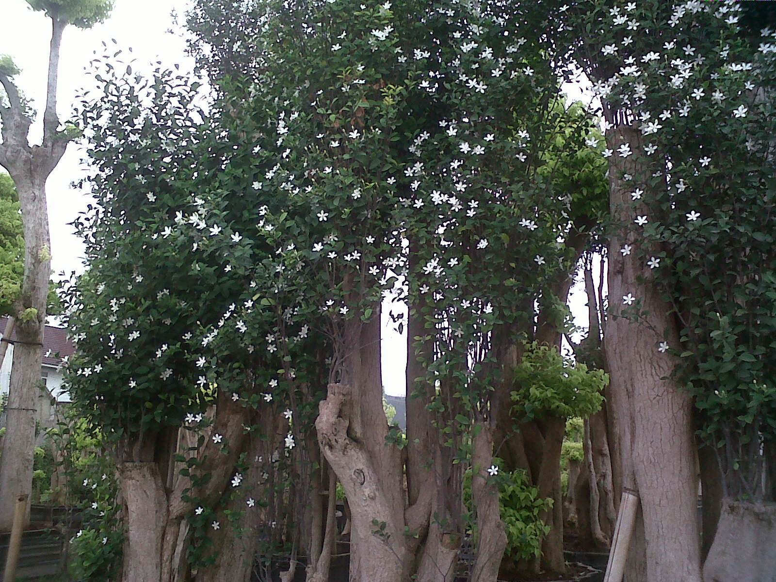  Pohon Melati  yasmin tanaman bonsai tanaman hias 
