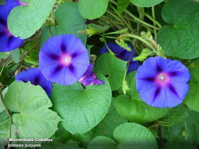 Campanita (Ipomoea purpurea)