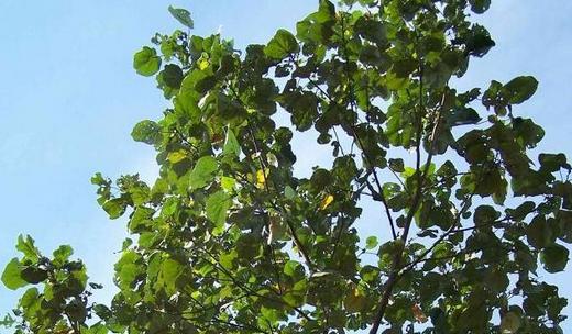 Inilah manfaat dan khasiat pohon waru HerbalNewsPedia