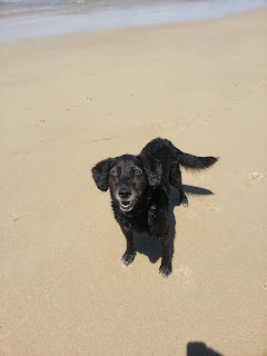 Black labrador type dog on beach