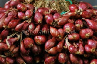 Menanam sayuran dirumah menyerupai halnya bawang merah cukup gampang dilakukan Cara Menanam Bawang Merah di Rumah