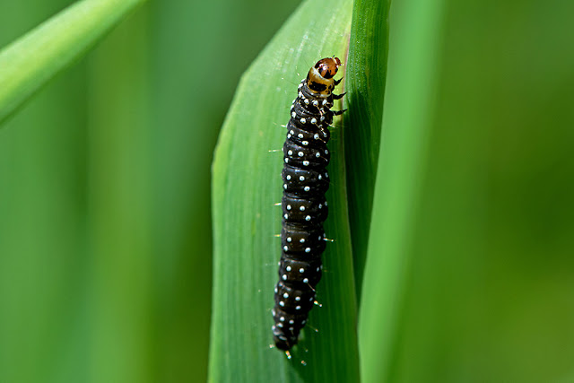 Aphelia paleana the Timothy Tortrix