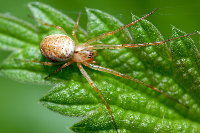 Wildlife Makroaufnahme einer Spinne