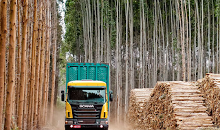 vender madera en galicia