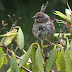 My Song Sparrow Series - Identifying the Mother Bird