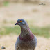 மாடப்புறா [Rock Pigeon]