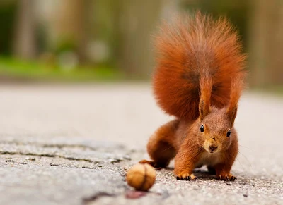 Eichhörnchen nähert sich einer Walnuss - Eichhörnchen Foto