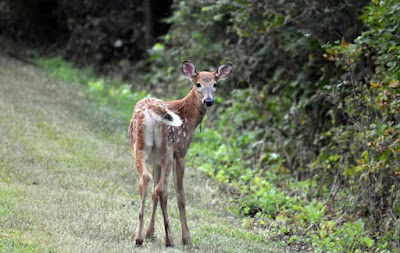 Fawn on trail