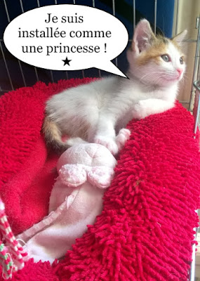 C'est la saison des chatons !