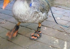 geese-lover02