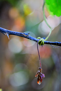 Orange Bokeh Tendrils