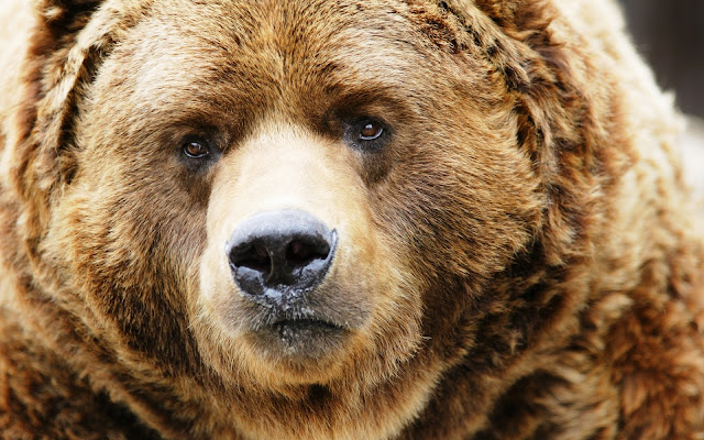 bear close up hd wide wallpaper