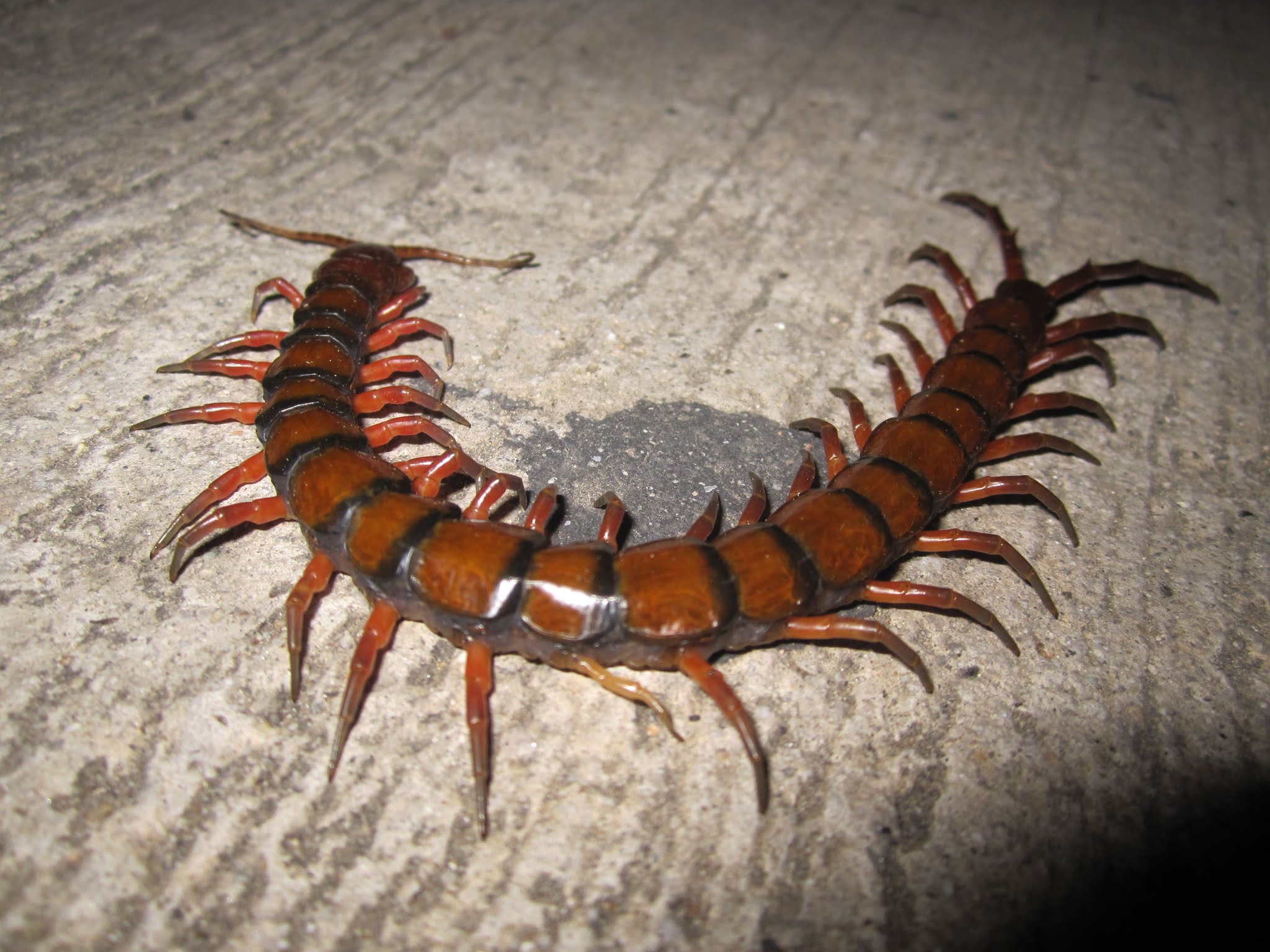 Amazonian Giant Centipede, Multi-legged Predator