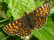 Heath Fritillary (2020)