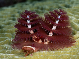 Christmas tree worm Images