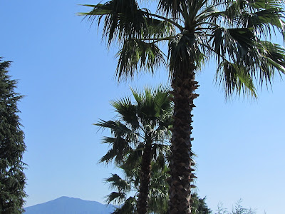 Washingtonia robusta