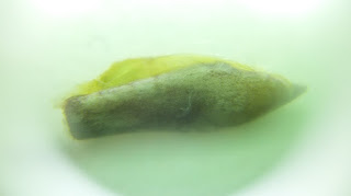 Hoya-Pubicalyx-royal-hawaiian-purple-seed