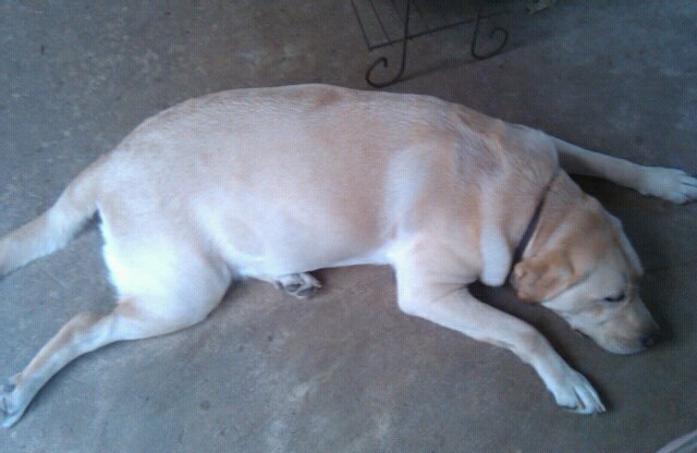 Poppy laying on the floor, her belly is a bit bigger than her chest now