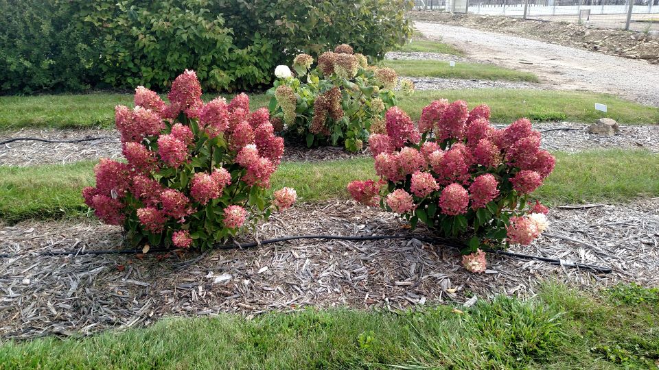 Mature blooms on French Manicure™ Panicle Hydrangea