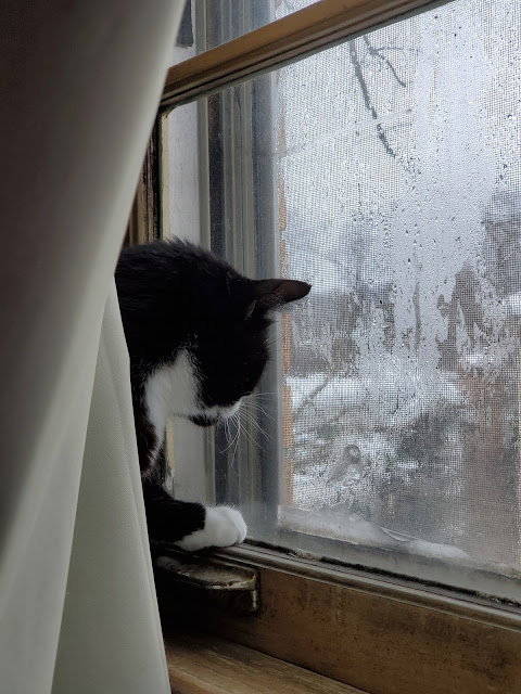 Sophie, my black and white cat, looking out a condensation-covered window behind a curtain