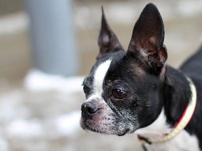 Boston Terriers  Adoption on Zoe   Boston Terrier