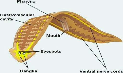 planaria-PLATYHELMINTHES