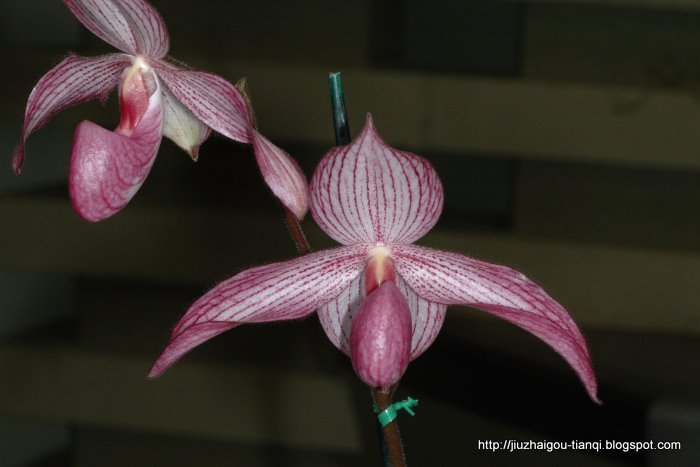 兰花-花:FL09020112325545