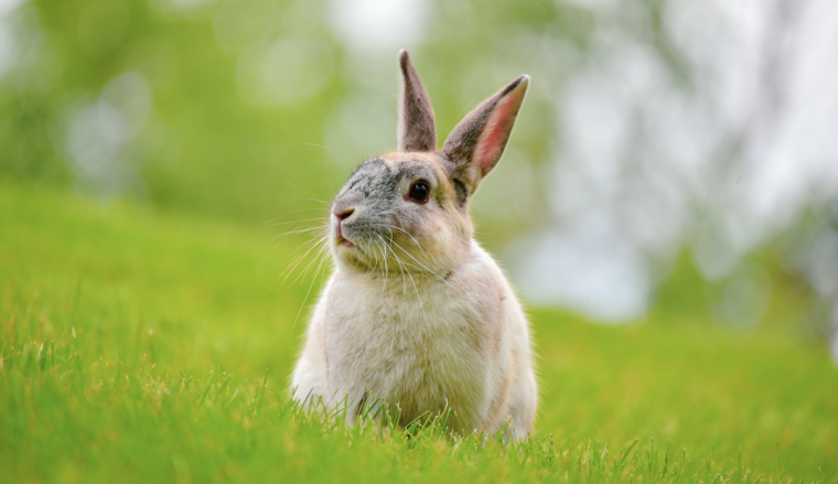 How Long Do Dwarf Rabbits Live?