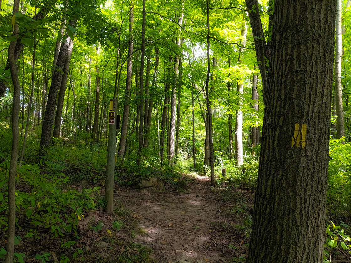 footpath through dense forest cover