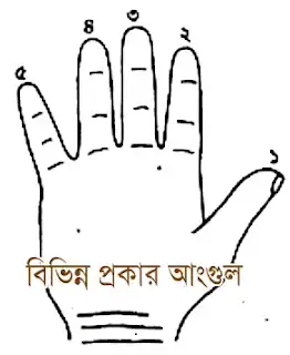 বিভিন্ন আঙুল