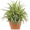 Chlorophytum