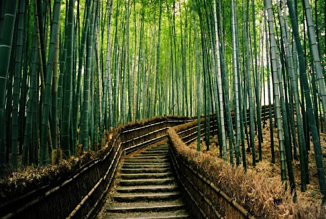 bamboo, beautiful, forest, japan, natural, 