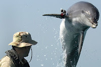 Combat dolphin