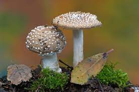 Fungi: Characteristic, Structure, Reproduction, Example and Facts