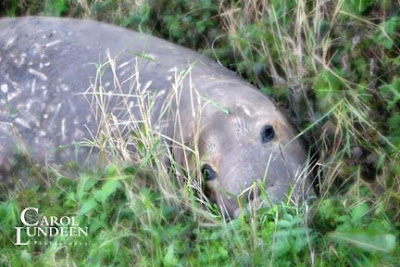 Carol Lundeen Photography elephant seal