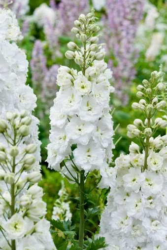  delphinium