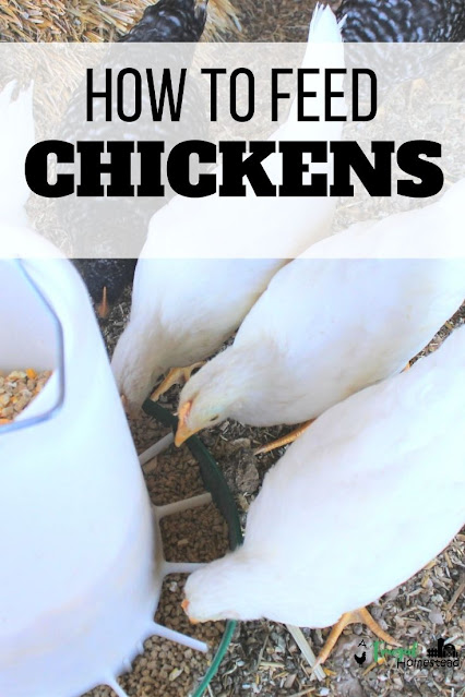 Learn the basics of what to feed chickens and how to feed chickens.