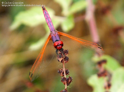 http://www.biodiversidadvirtual.org/insectarium/Trithemis-annulata-(Palisot-de-Beauvois-1807)-img925079.html