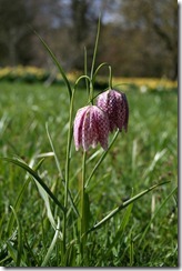 Great Dixter 8.4.09 (52) Fritillaria meleagris