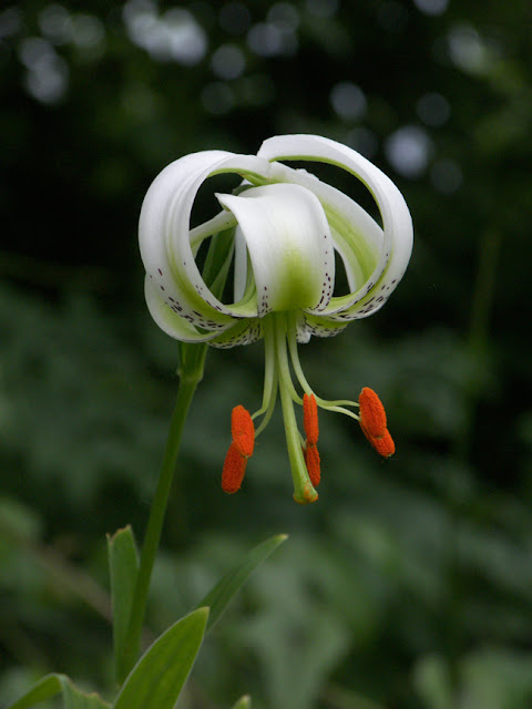 Лилия Ледебура (Lilium ledebourii)