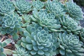 Echeveria elegans. Planta suculenta