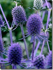 Eryngium planum