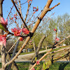 Stark Trees Fruit : Stark Bro S Nursery Bears Good Fruit And Great Paint High Quality Industrial Coatings / Stark picks easy to grow fruit trees stark bro s.